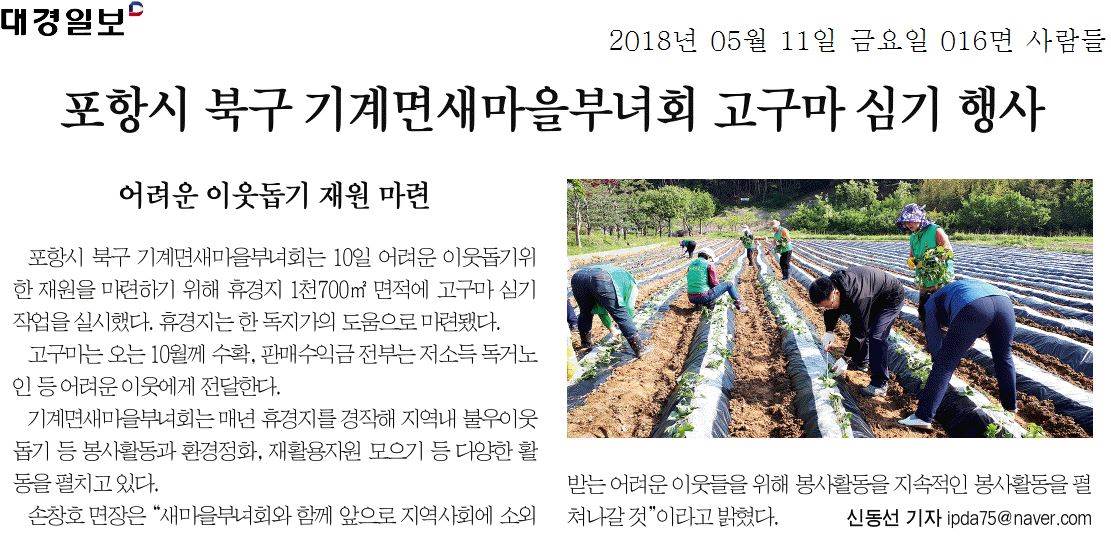 포항시 북구 기계면새마을부녀회 고구마 심기 행사